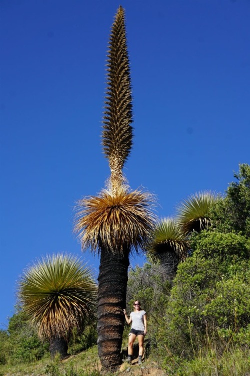 Puya RaimondiiWhen we decided to take a detour from the main roads to visit the Puya Raimondii pla