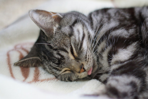 catycat21:cat #1138 by K-nekoTR on Flickr.