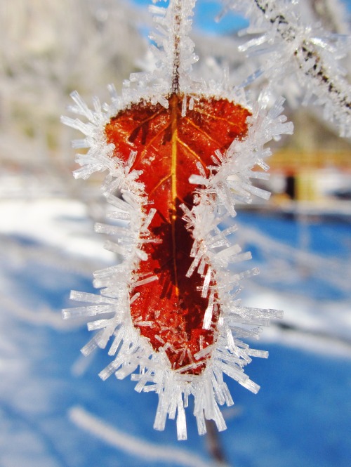 everpresentbeauty:  Frost crystals on a cottonwood porn pictures