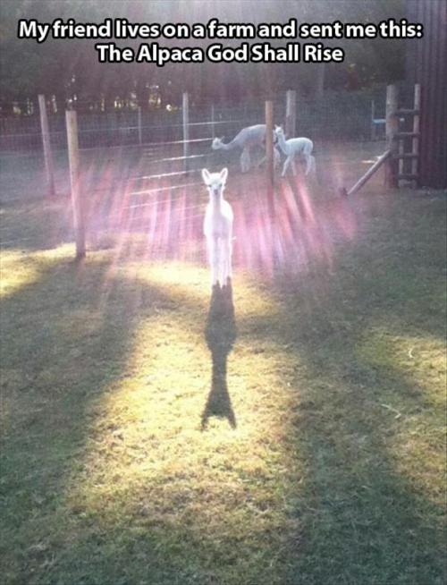 rose-tyyyler:  the alpacapocalypse is beginning 