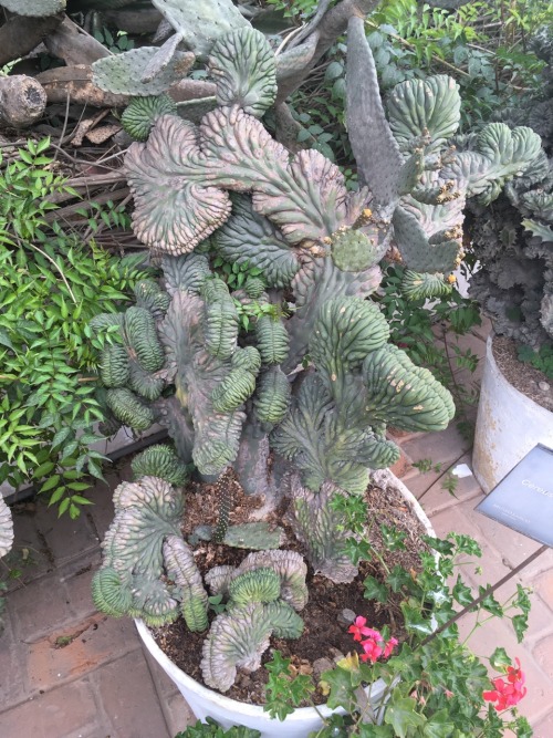 Monster cacti, Museo Larco, Lima