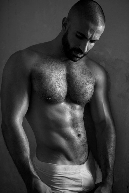 Bearded Stallions