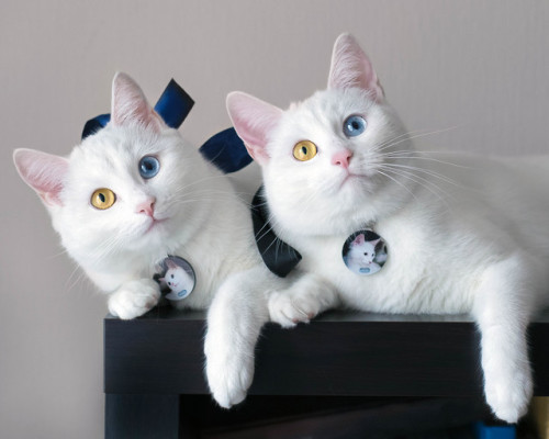 PHOTOS: Adorable twin cats showcase their fascinating eye colorsThese adorable cats — which are twin