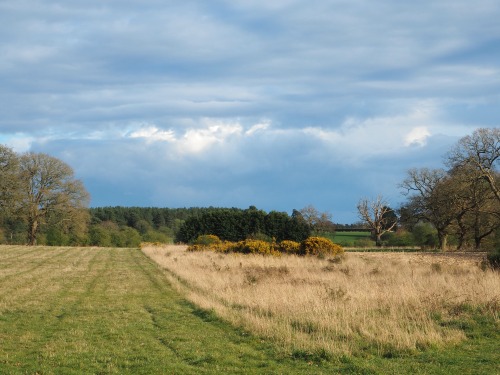 Bintree Woods, Norfolk14th April 2022