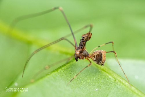 onenicebugperday:Pelican spider, Eriauchenius sp.,ArchaeidaeAlso called assassin spiders, Archaeidae