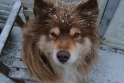 finnishlapphundblog:  We got snow today! Mischa looking like a super model while getting snow in her eye. 