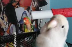 birdhism:  Daddy lovebird likes to show off