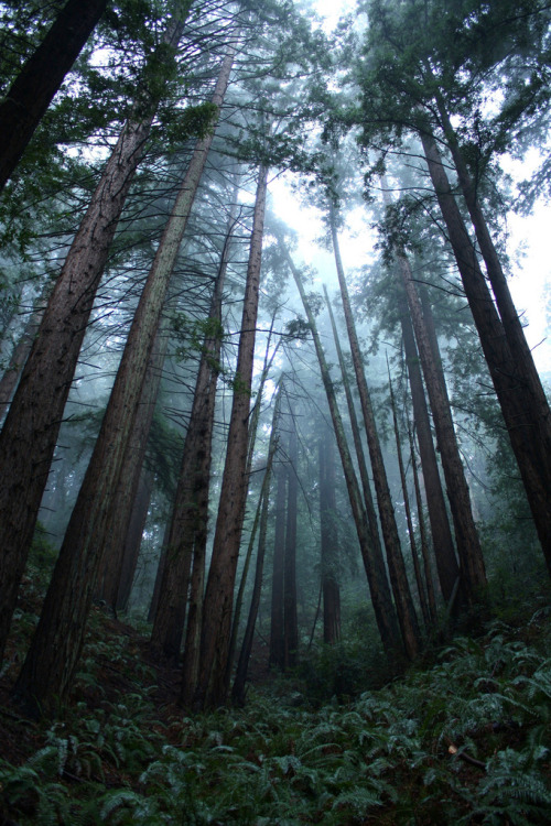 90377:Fog Drip by ParsecTraveller on Flickr.