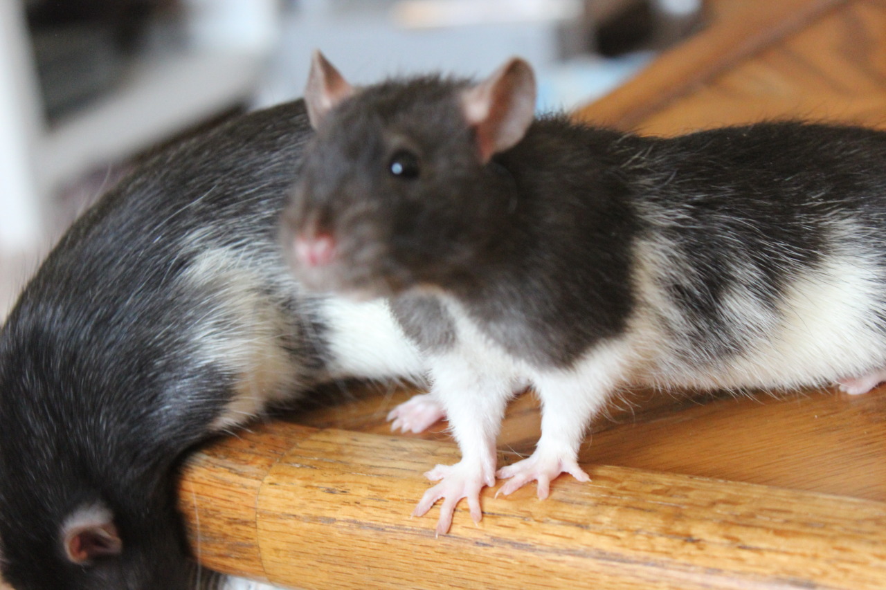 youbringdamnation:   RATS TO GOOD HOMES  I have 5 boys who need good homes. I live