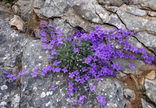 tangledwing: Campanula celsii is a clock plant species, included in the genus bluebells and family c