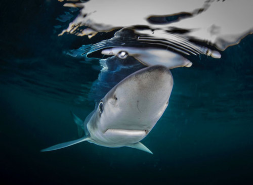 XXX bobbycaputo:  The British Underwater Photography photo