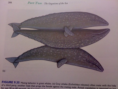 moldykins:SO APPARENTLY WHEN TWO LARGE WHALES DO THE NASTY THERE’S  SOMETIMES THIS ONE BRO WHO JUS