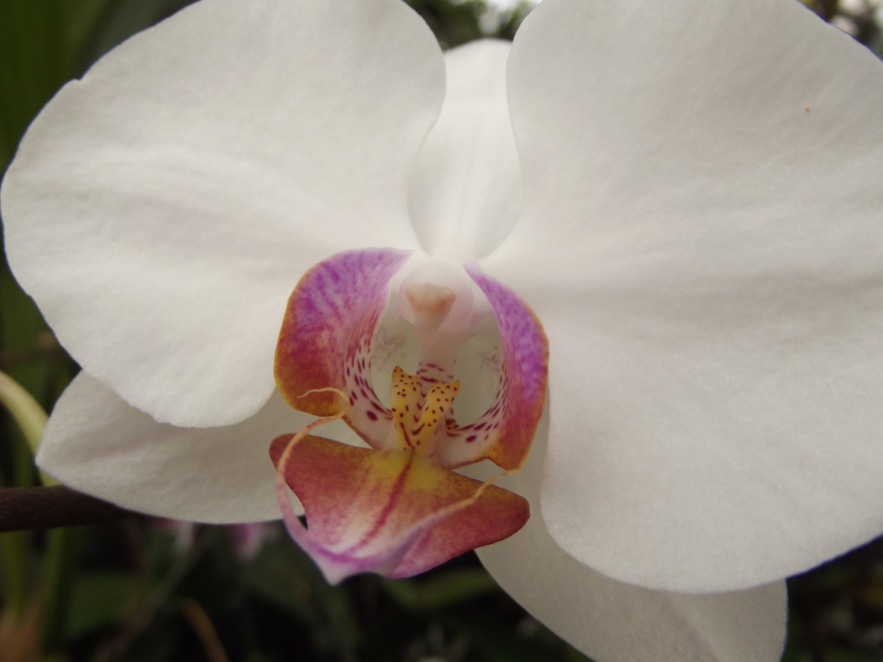 onecricket:  ORCHIDS!