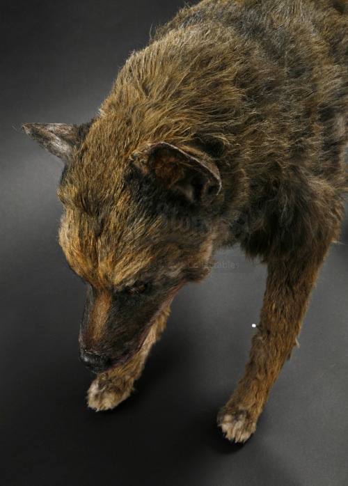Ok, I know… Not a werewolf. But, still cool! It’s the Maugrim puppet from the first Nar