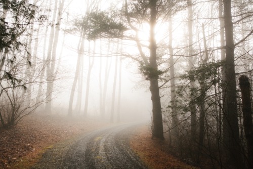 Virginia Fog.by Tyler Phenes