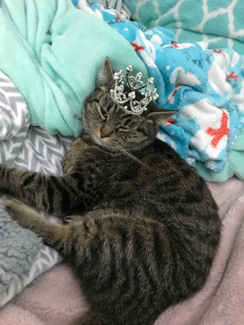 wizardtwins: coolcatgroup:  wizardtwins:  master-of-pocket-worlds:  wizardtwins: who is she who?  i dont know thats why im asking  Here she is Her name is Princess Tigerbelle.   oh!!!!! she!!! 
