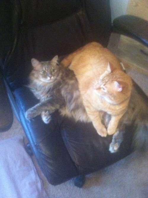 thepaisleyelf:  have I talked about how my two cats love each other so much and they literally do everything together and they’re always piled all over each other like     even when they’re not sleeping they’re just hanging out         