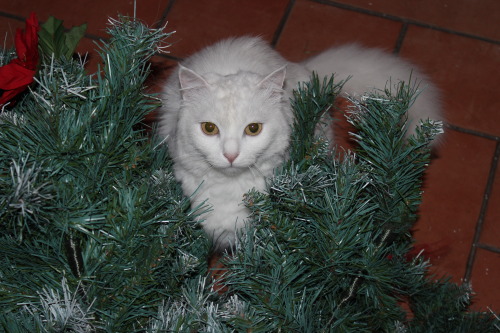ilary90:  My cat posing for me under the Christmas tree.