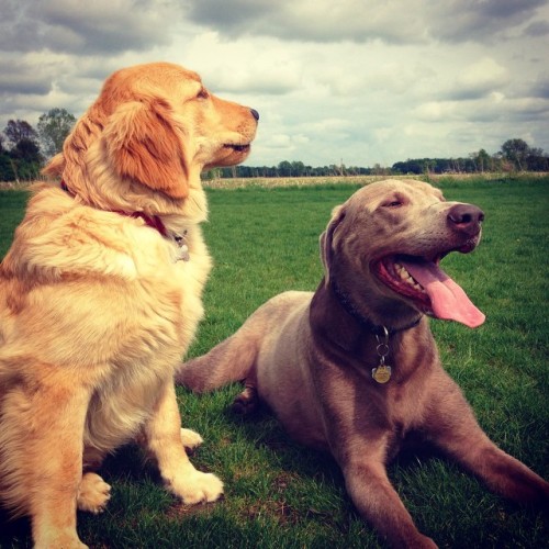 Already making new friends #silverlab #goldenretriever #dogsofinstagram #dogstagram #Doggiepals