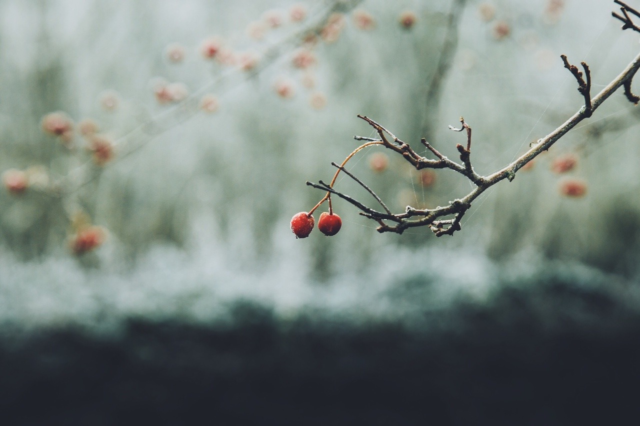 dpcphotography:Details