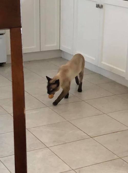 catsbeaversandducks:Kai: “Hmm… What can I steal today? A potato!”Photos/capt