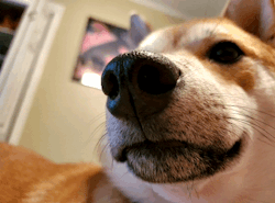 kyuubi-the-shiba:Stahp takin pic of me 😡 porn pictures