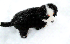 snowycub:

Here, have a little Bernese mountain dog puppy playing in the snow on your dash
