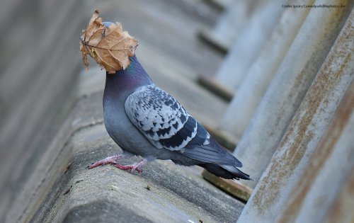 seraphica:Comedy Wildlife Photography Awards, 2021[website] [2017]