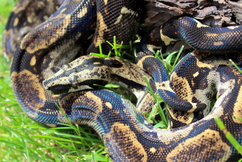 almightyshadowchan: Freshly shed longi + sun = SHINY Jambi, 2015 Peruvian Long Tail Boa (Boa c. long