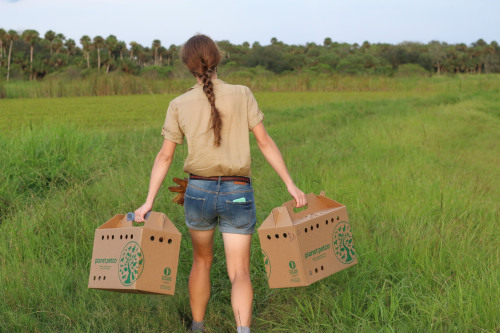 avianrecon:Barn Owl release instagram.com/avianrecon 