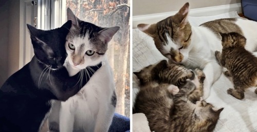 cutecatshere:Cat Helps Raise His Kittens After He Was Rescued Along with His Best Friend from Shelte