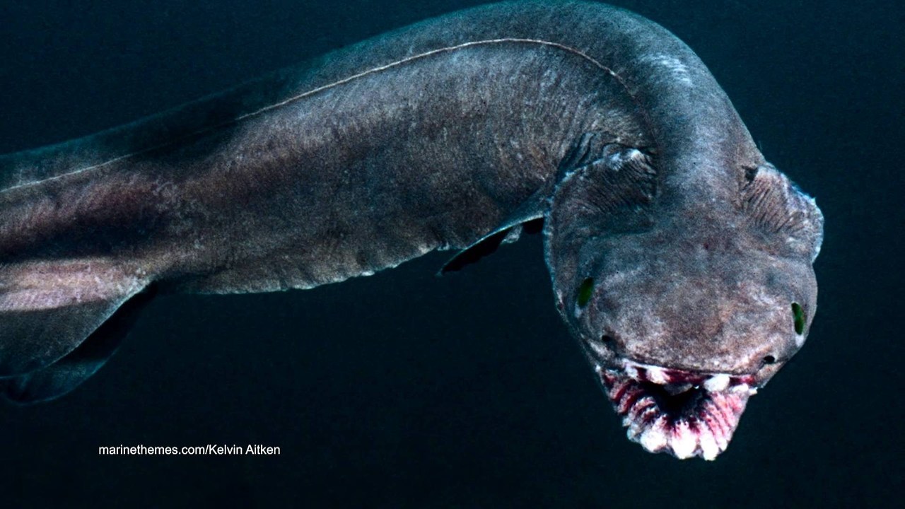 end0skeletal:  The frilled shark (Chlamydoselachus anguineus) is one of two living