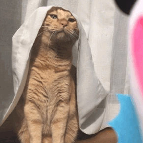 chikuwathecat:  chikuwathecat:Ghost: Trick or treat !Chikuwa: What do you want ?Ghost: