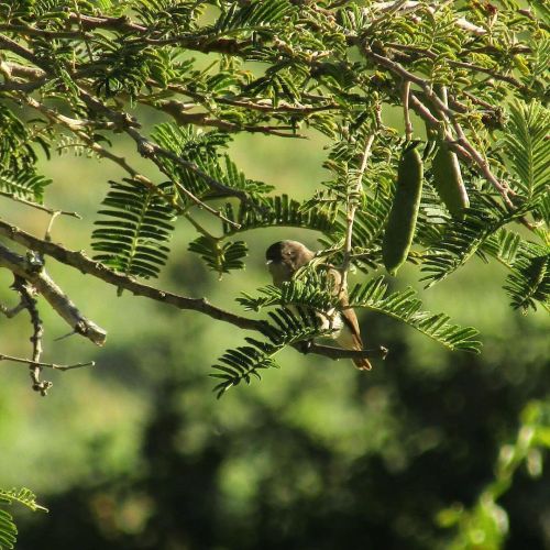 …We’re up to 125 species on the farm by now, with another interesting new appearance being the Brown