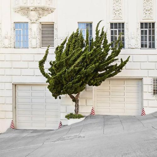 artfromthefuture: kafkasapartment: Topiary I, 2016. Frank Schott. Pigment Print San Francisco?  definitely