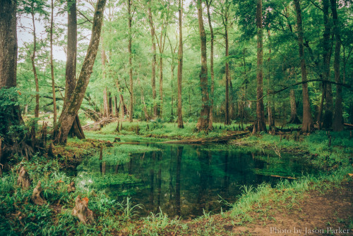 satakentia:Jitterbug Spring, Florida |x,x,x| by Jason Parker