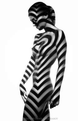 Zebra By Denis Goncharov