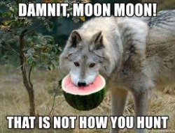 silvergryphon:tokenofmydevotion:feral-flower-child:feral-flower-child:feral-flower-child:callingallcars:callingallcars:everyone’s debating posts of the decade, best and worst, and i have yet to see anyone mention moon moonfor those who were not on here