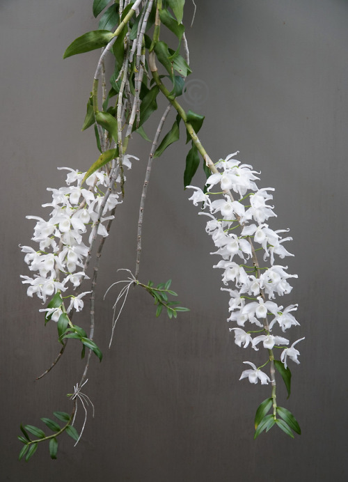 Dendrobium anosmum v. alba(Malaysia, Laos, Vietnam, Hong Kong, Philippines, Indonesia, and Papu