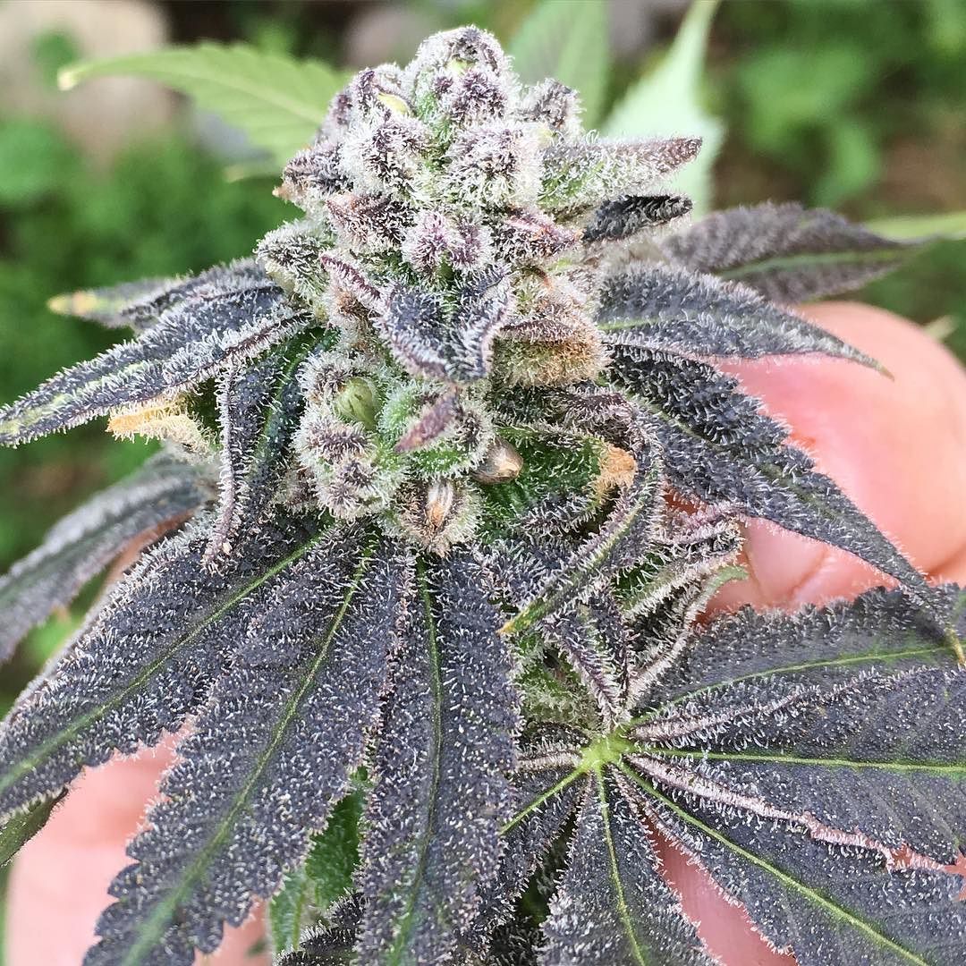 weedporndaily:  #PurplePunch female pollinated by #PurplePunchF2 male that me and