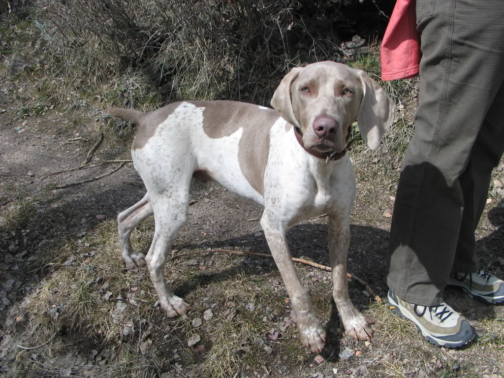 weimaraner and german shorthaired pointer mix