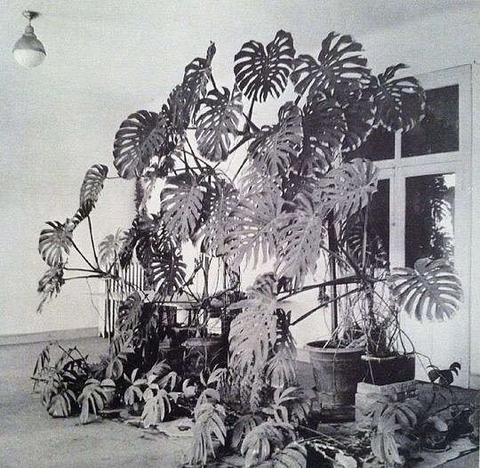 thedeathofcool:  Henri Matisse’s studio - Hotel Regina, Nice, 1948