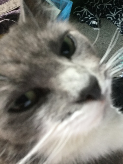 Your Cat Is So Cute!!!