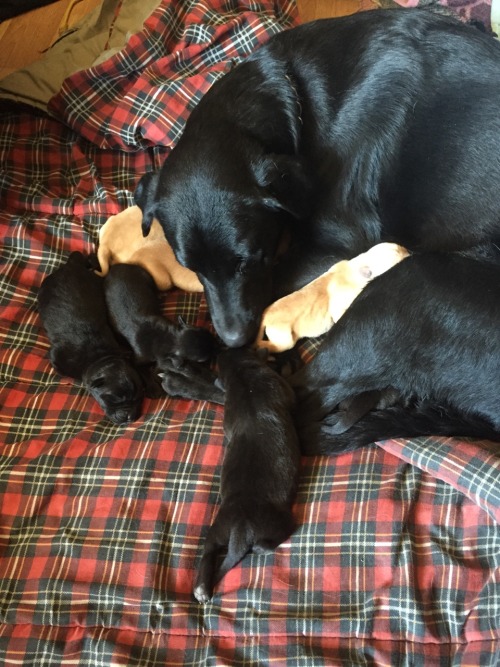 Update : the puppies are getting bigger :)