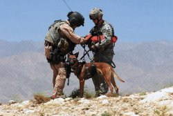 nevver:  Dogs of War