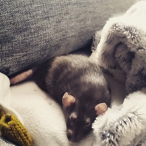 guldfiskn:  Yesterday, my beloved little fuzzball Nymeria passed away.  My faithful companion, my heart rat, my Everything. She’s up on the big Food Cloud now, eating all the nuts and seeds and cucumber she can get her cute little paws on.  💖💖💖💖💖💖💖💖💖💖💖💖💖💖