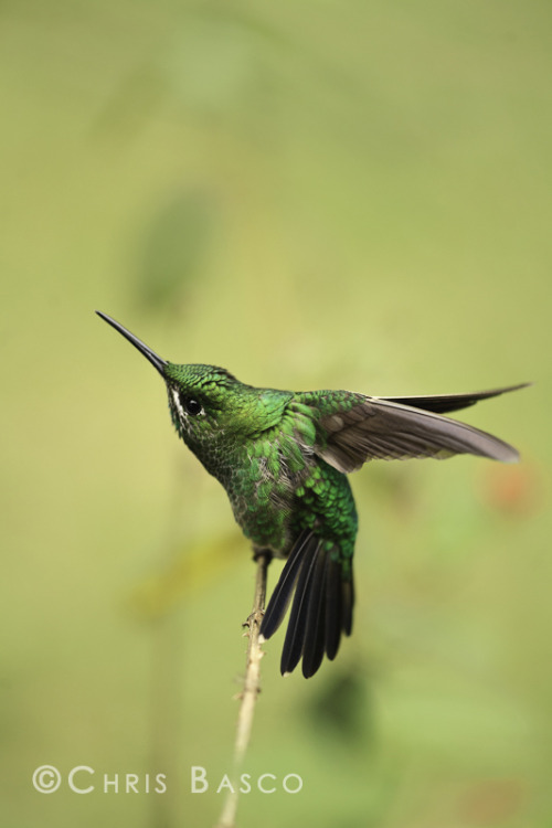fairy-wren:  Green Crowned Brilliant. Photo by Chris Basco 