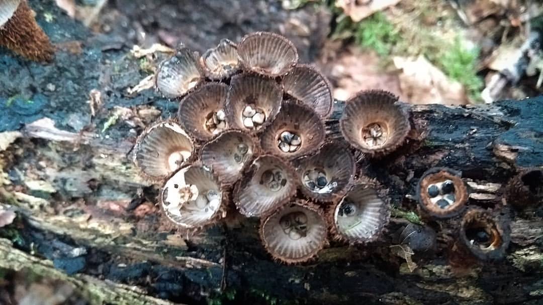 Harry Warner outdoors — My first find of birds nest fungi. These are...