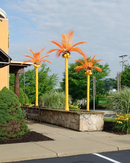 Cranberry, Pennsylvania. . . . . . #pennsylvania #usa #nikond800 #palmtrees #roadtrip #nature #archi