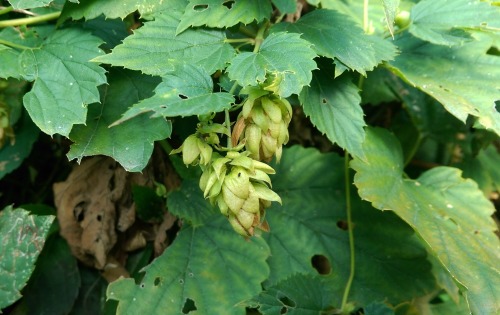 regnum-plantae:Humulus lupulus, CannabaceaeCommon hop is one of the most typical native climbing pla